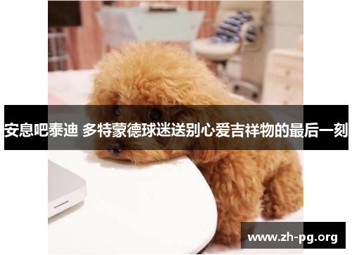 安息吧泰迪 多特蒙德球迷送别心爱吉祥物的最后一刻