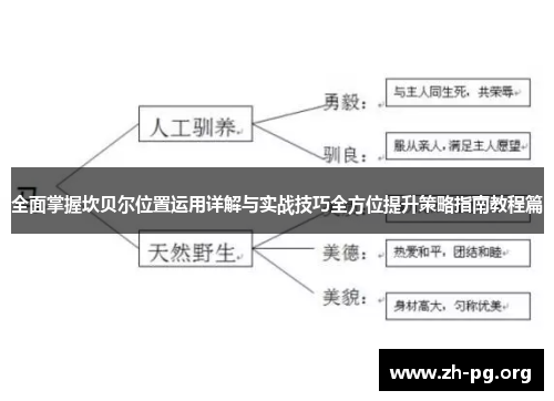 全面掌握坎贝尔位置运用详解与实战技巧全方位提升策略指南教程篇